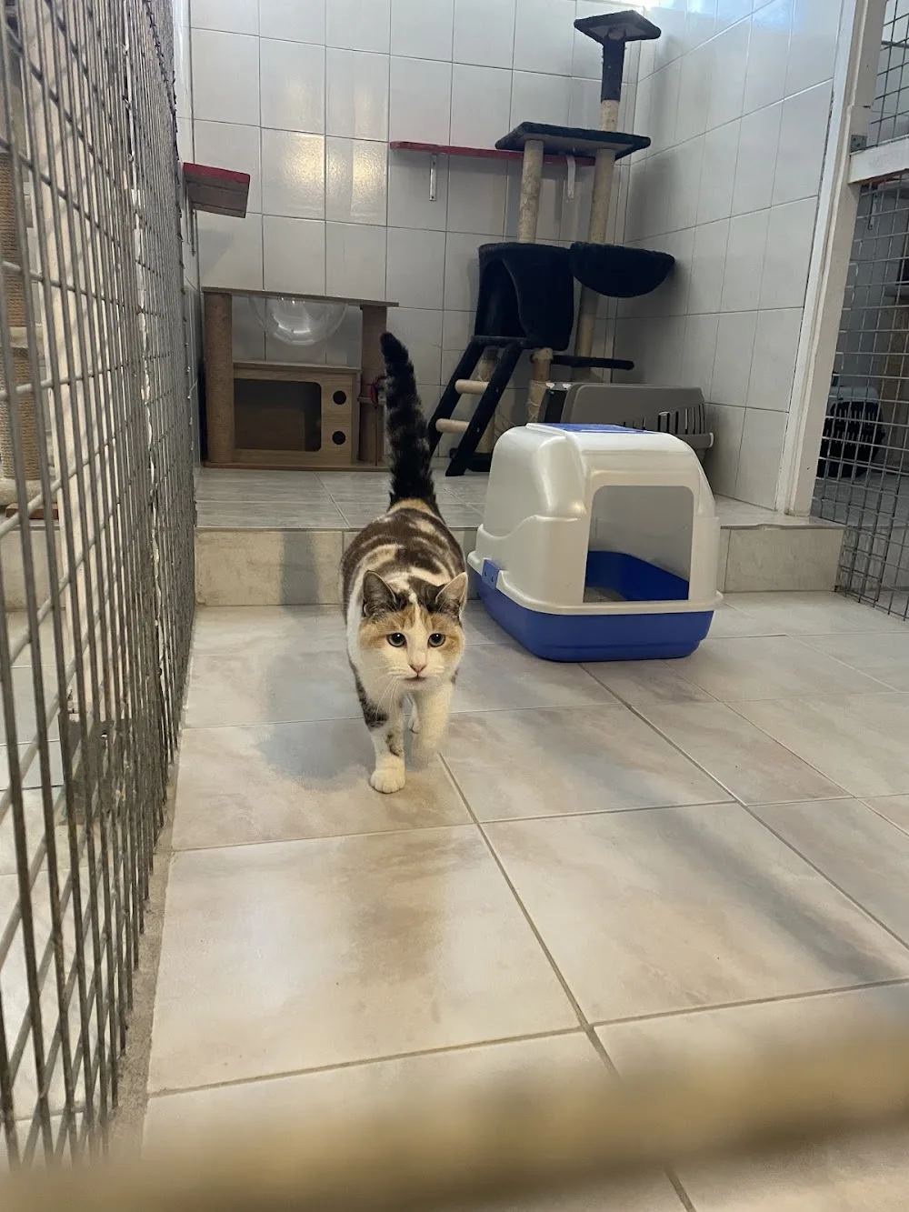 Pety’Kazh - Pension Chat & Services pour animaux - Morbihan pet otel