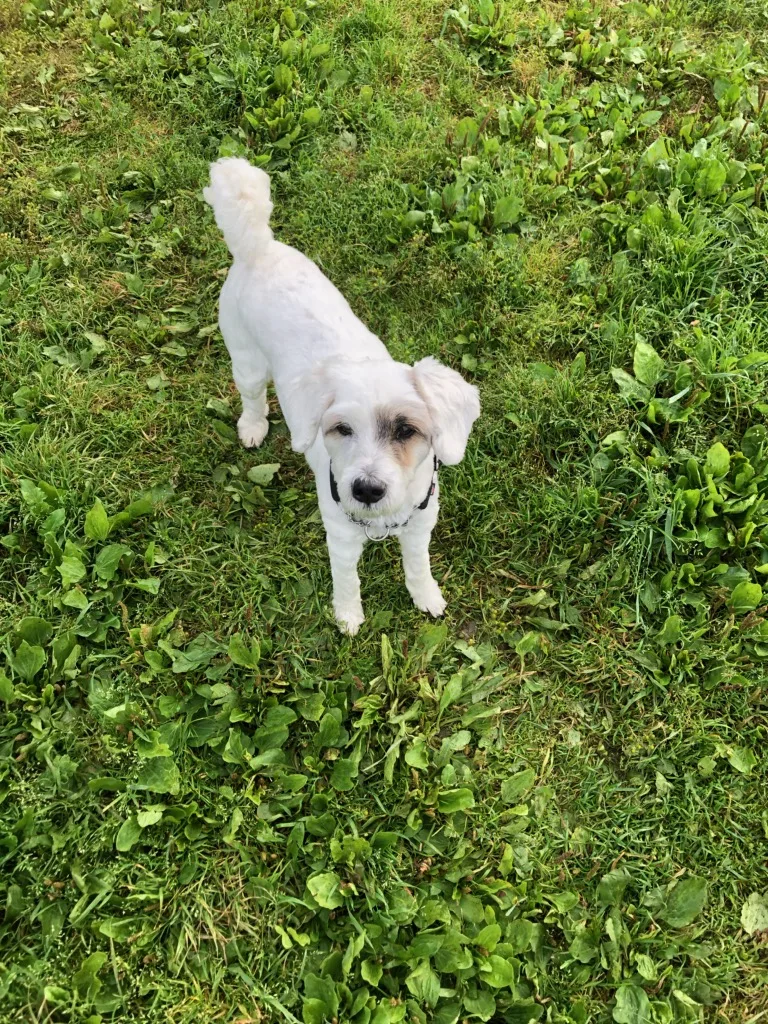 Byneset Hundepensjonat - Møre og Romsdal pet otel görseli 3