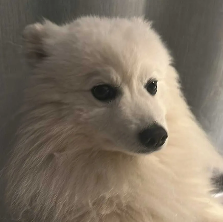 Kennel Brocaire - Møre og Romsdal pet otel görseli 3