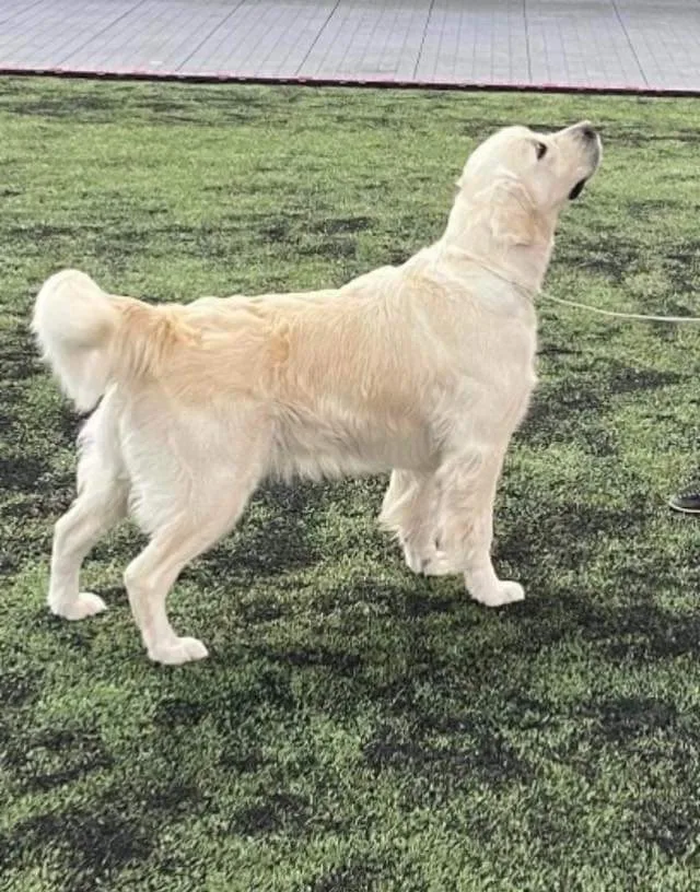 Kennel Reitane - Møre og Romsdal pet otel görseli 3