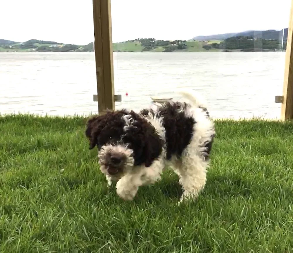 Kennel Sjøkanten - Møre og Romsdal pet otel