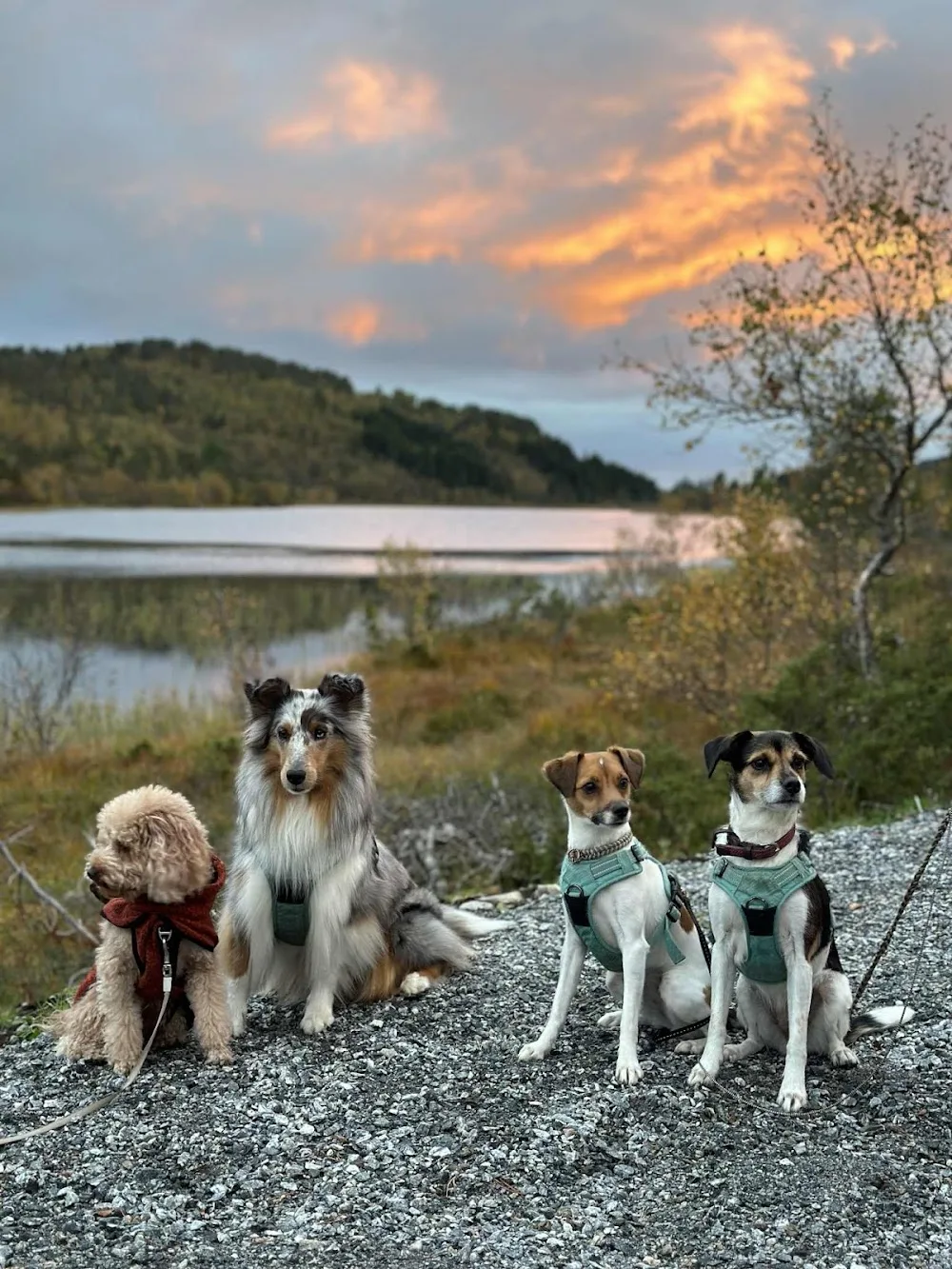 Kringsvoll Hundehotell - Møre og Romsdal pet otel görseli 3