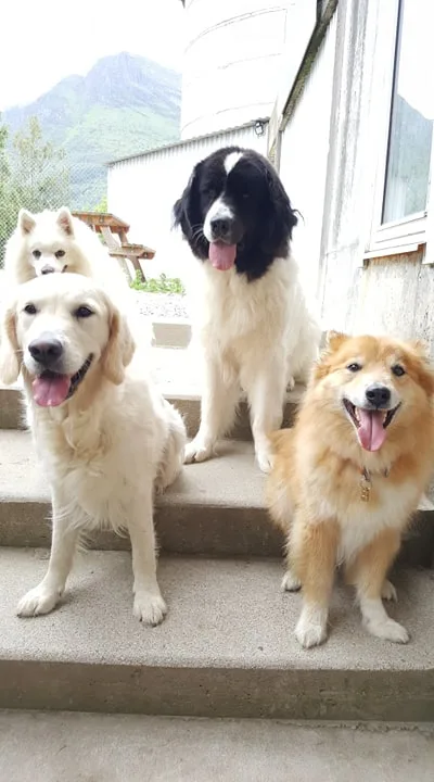 Rekdal Hundepensjonat - Møre og Romsdal pet otel görseli 2