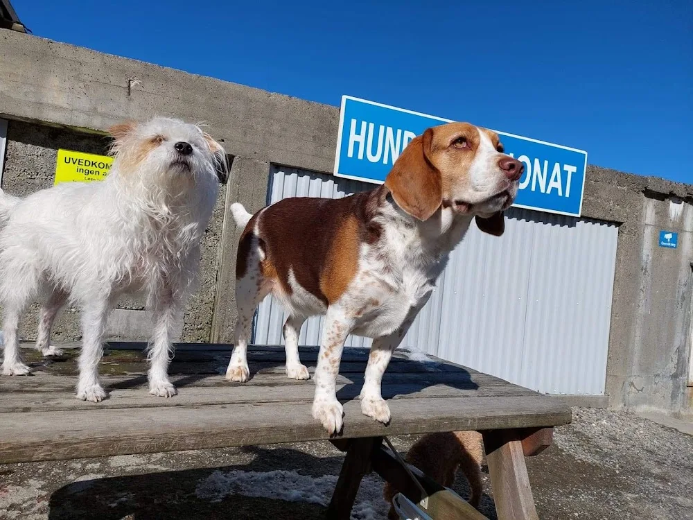 Rekdal Hundepensjonat - Møre og Romsdal pet otel görseli 3