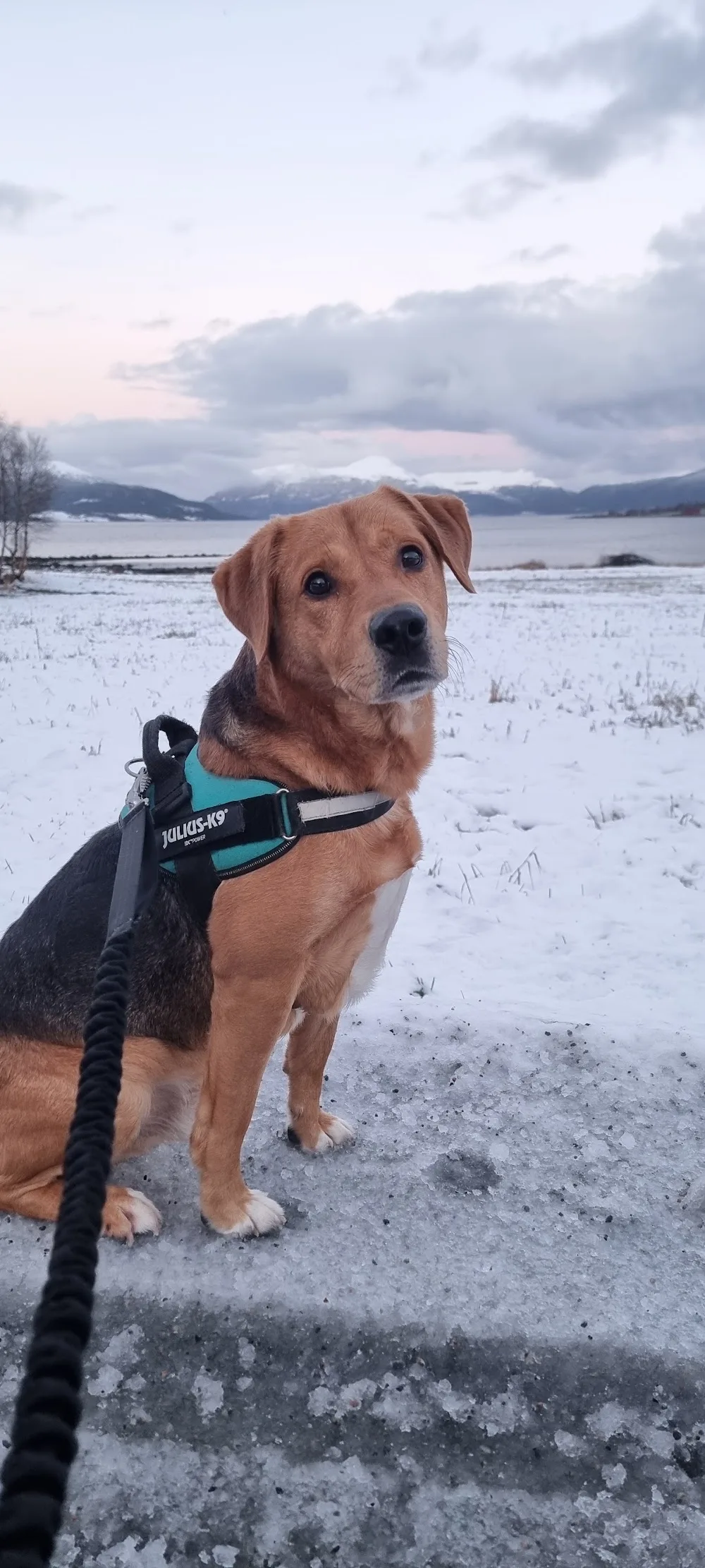 Sponberg hundepensjonat - Møre og Romsdal pet otel