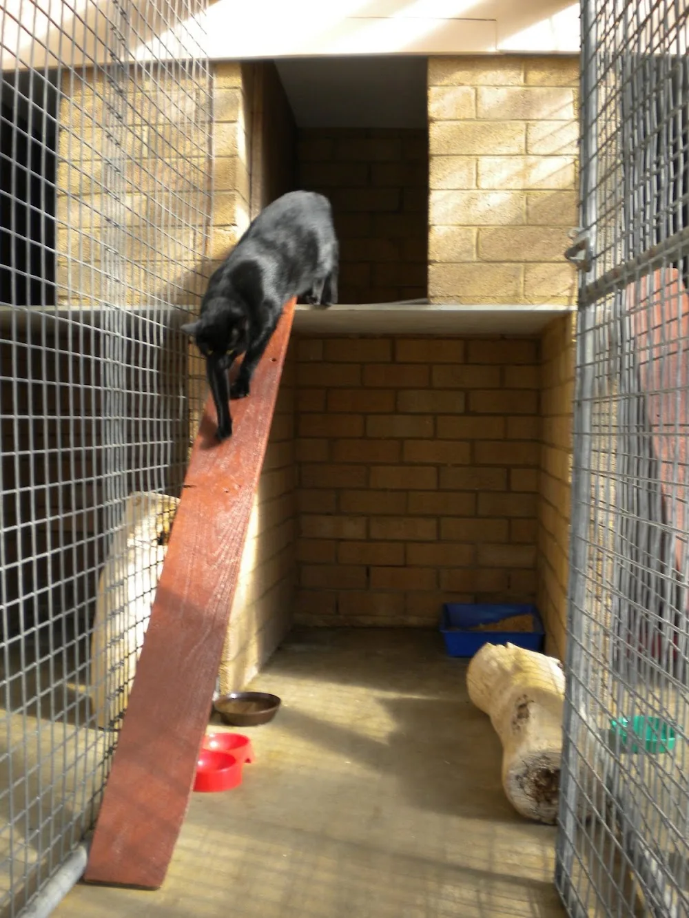 Berrima Boarding Kennels & Cattery - Moss Vale pet otel