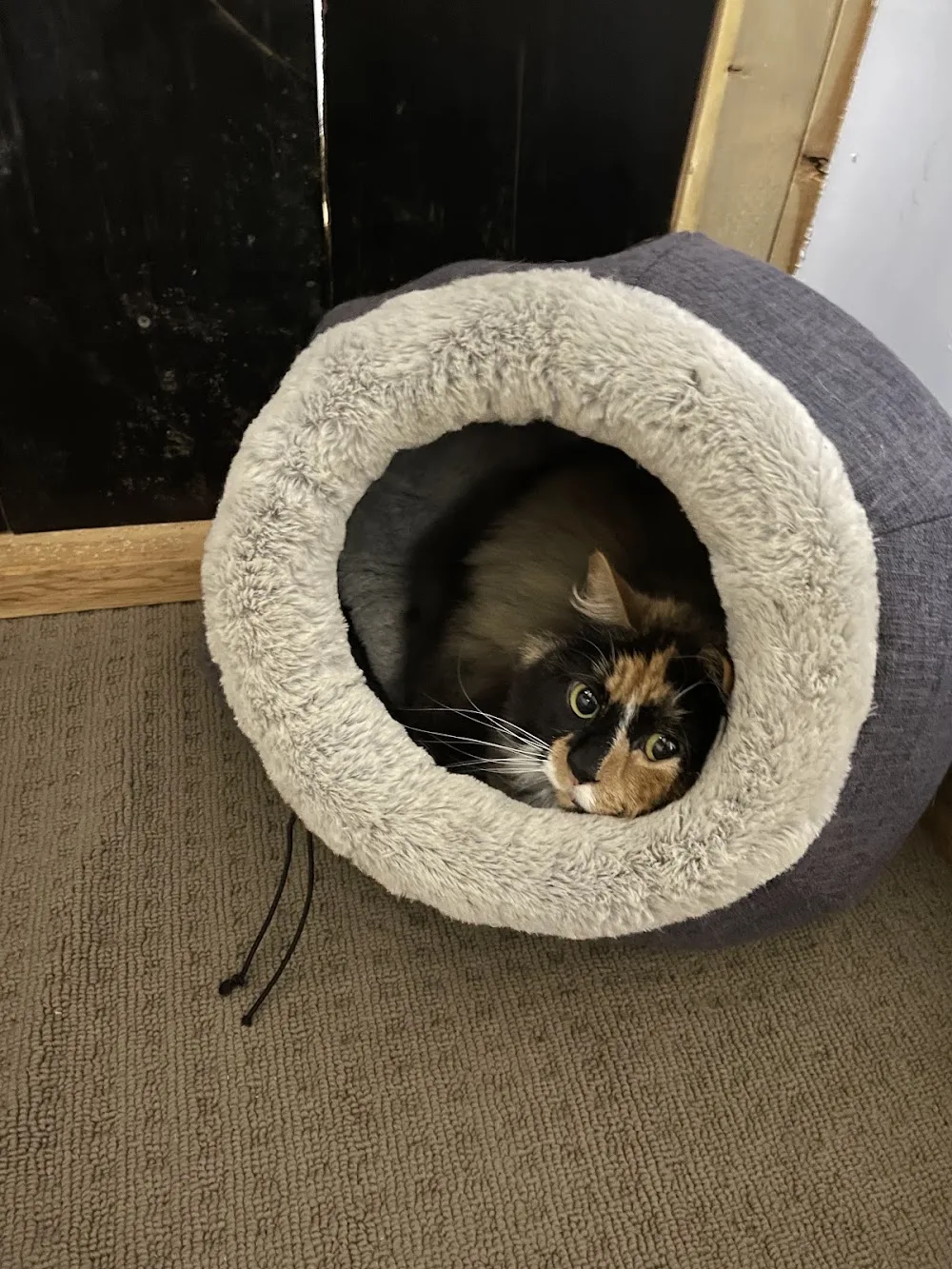 Catnapstay - Moss Vale pet otel görseli 2