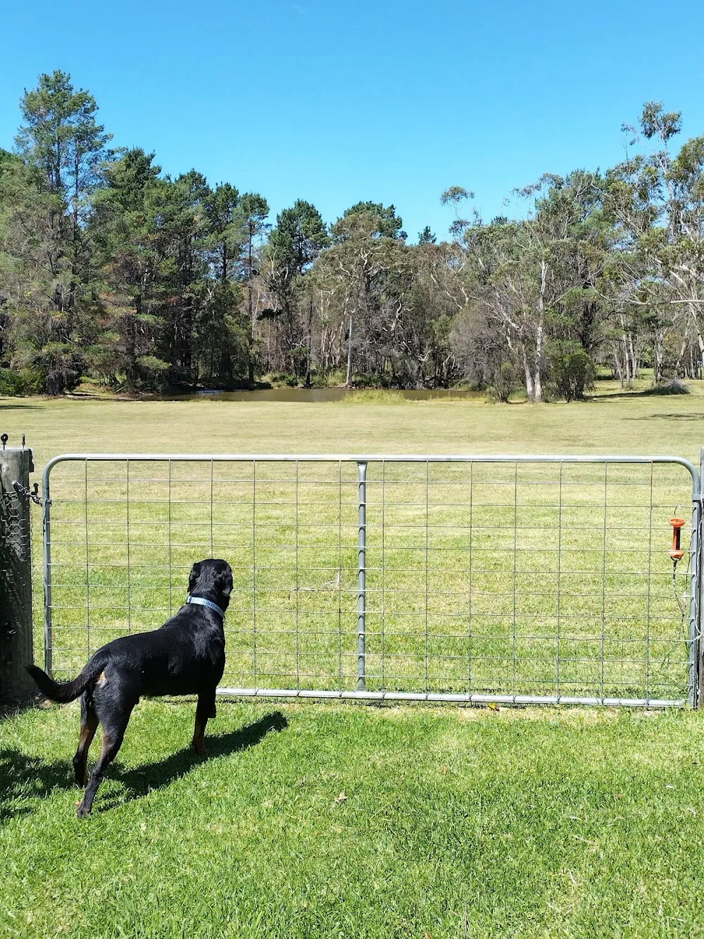 Forever wagging tails pet minding ( Southern Highlands and surrounding areas) - Moss Vale pet otel görseli 3