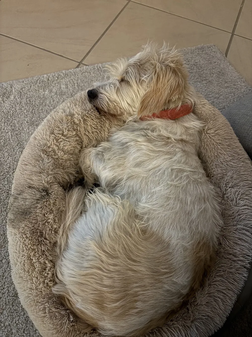 Highland Paws pet sitting - Moss Vale pet otel