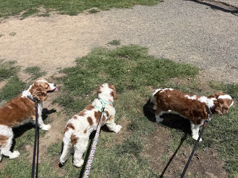 Highland Paws pet sitting - Moss Vale pet otel görseli 3