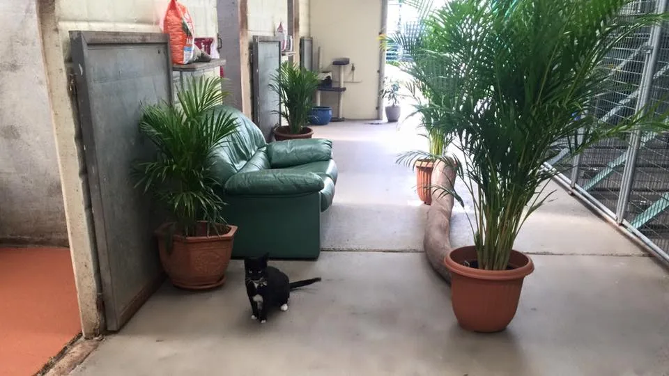 Horsley Boarding Kennels & Cattery - Moss Vale pet otel