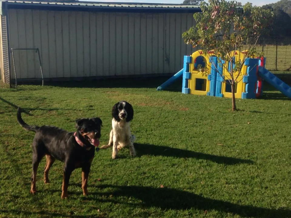 Horsley Boarding Kennels & Cattery - Moss Vale pet otel görseli 3