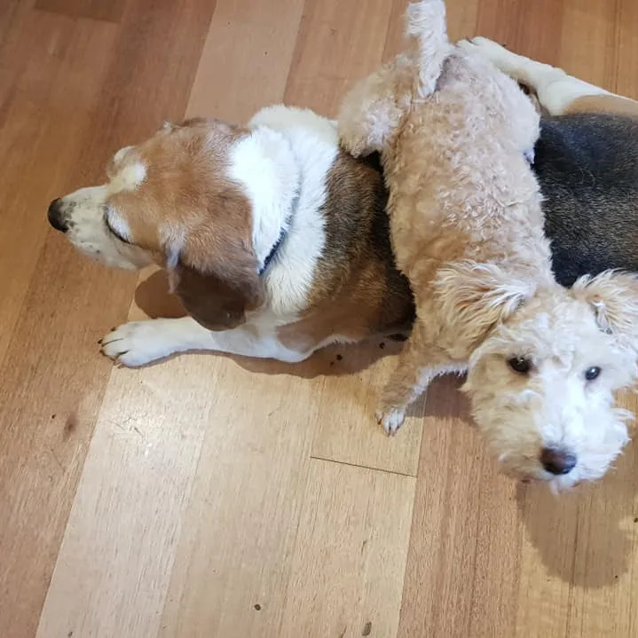 Kelzarki Kennels - Moss Vale pet otel