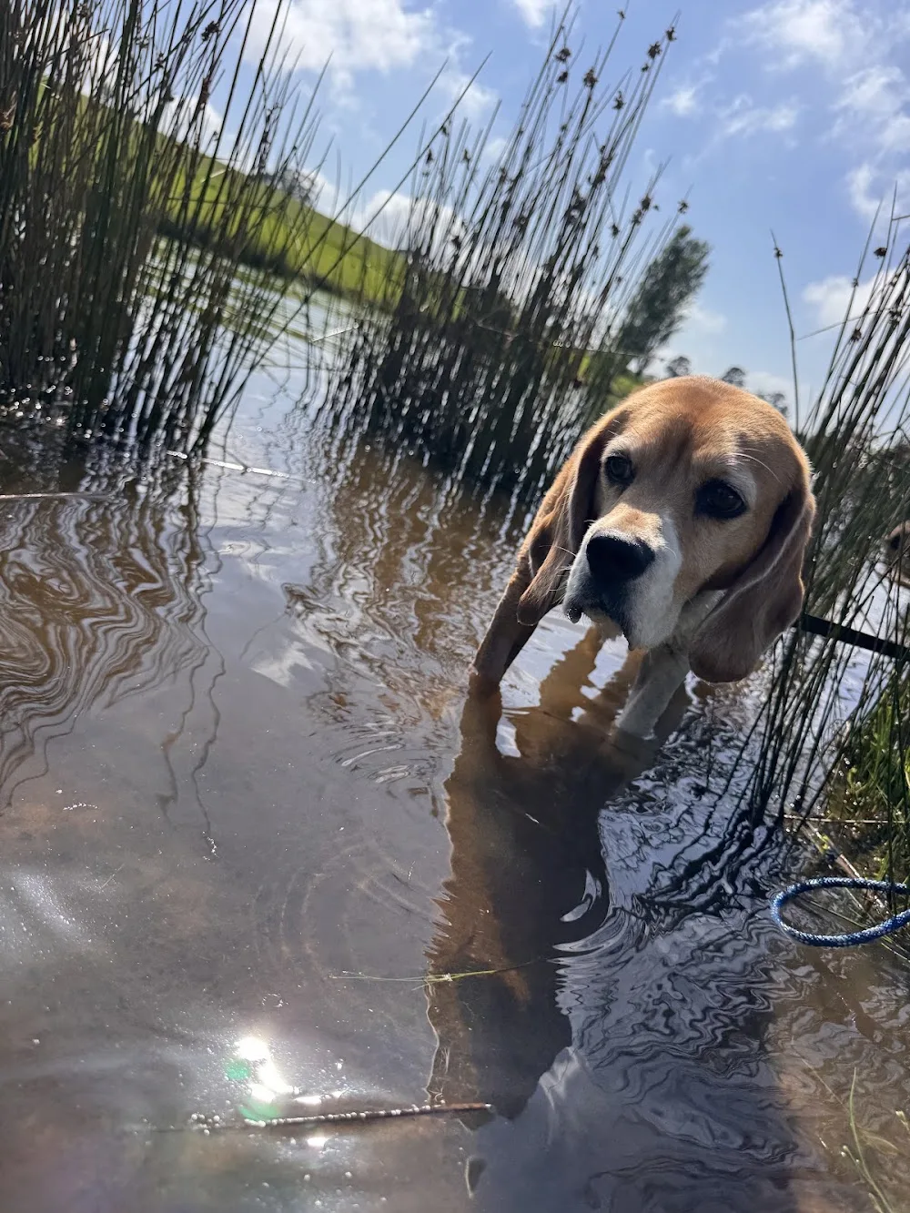 Paws & Whiskers Pet Care Services - Moss Vale pet otel
