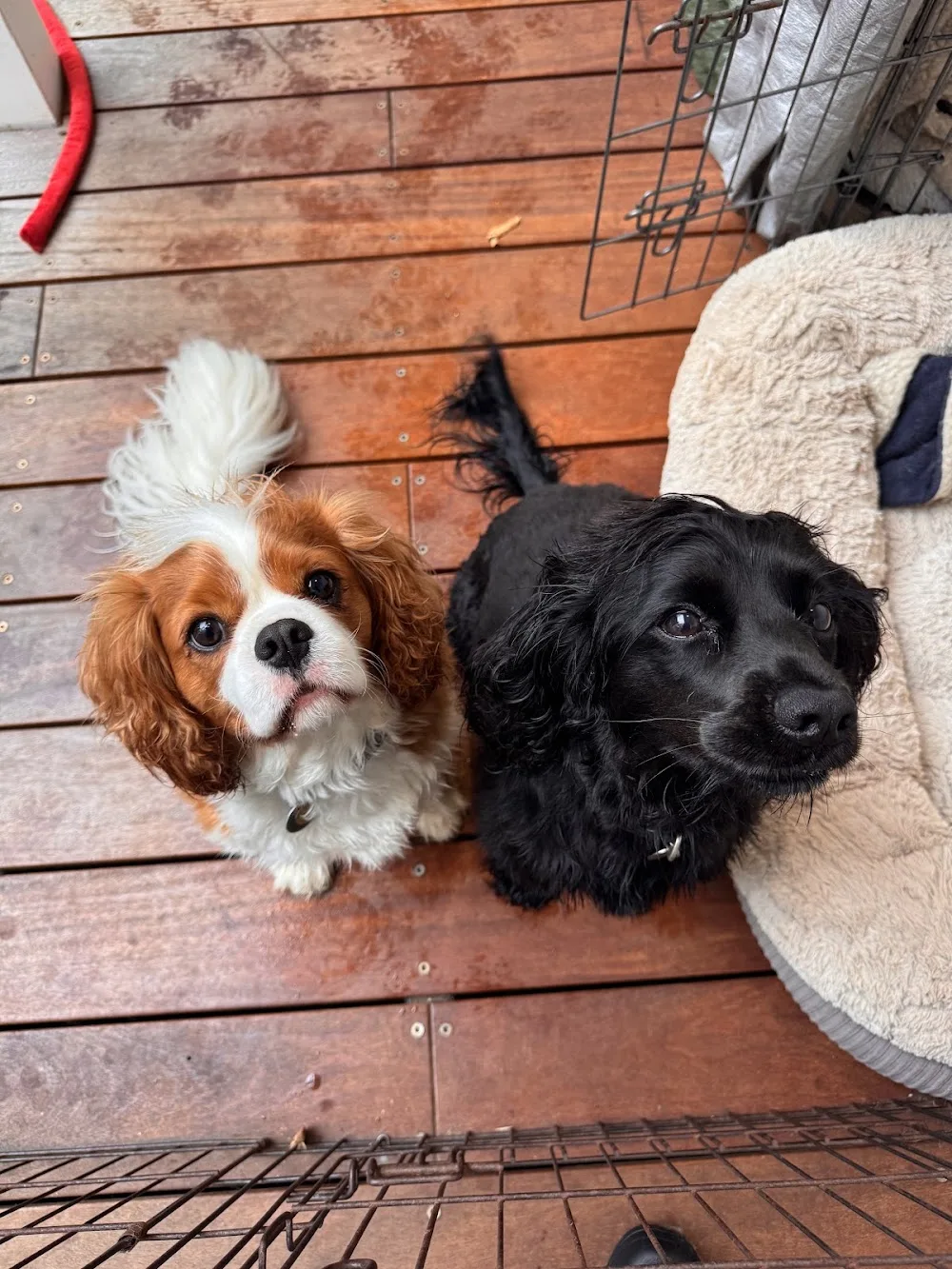 Paws & Whiskers Pet Care Services - Moss Vale pet otel görseli 3