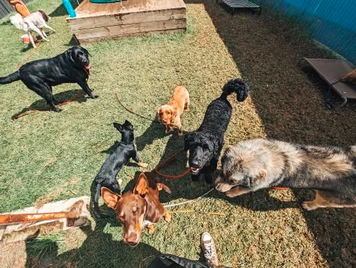 The Woof Shed - Moss Vale pet otel görseli 2