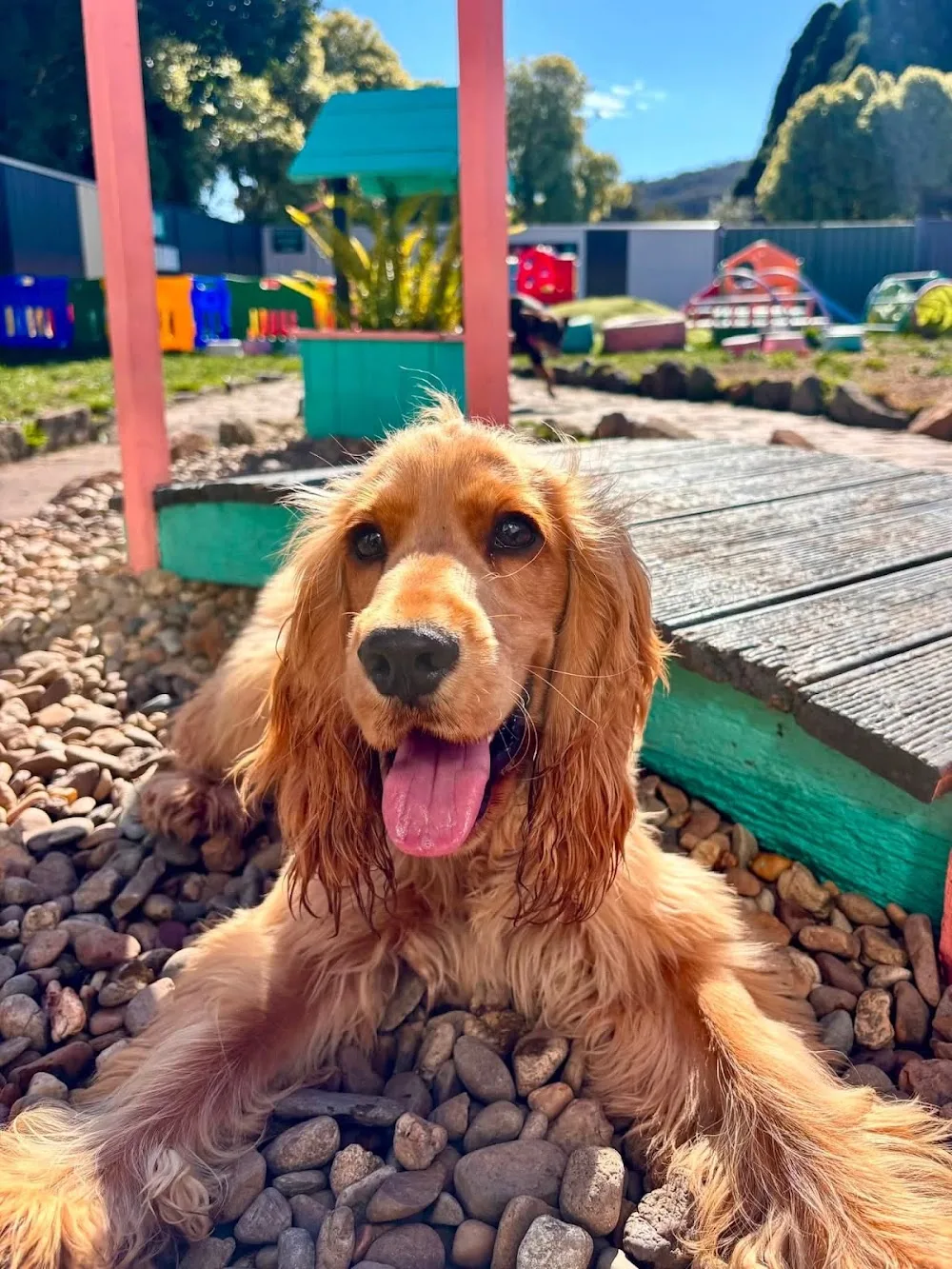 Zoomies & Groomies - Moss Vale pet otel görseli 2