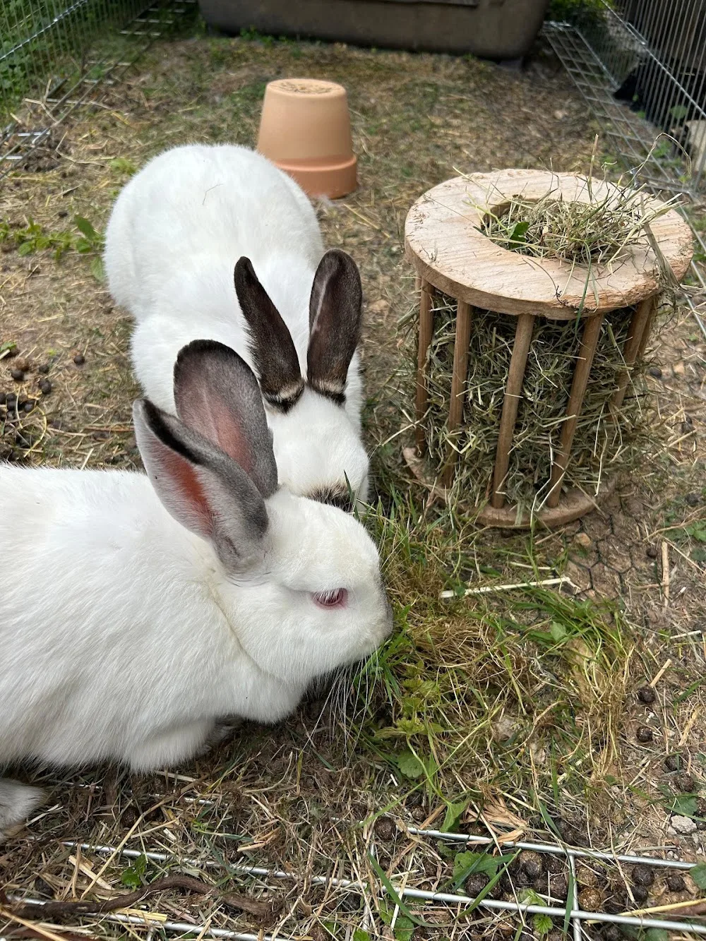 Glückstier - Tierbetreuung und Gassi Service - Mössingen pet otel