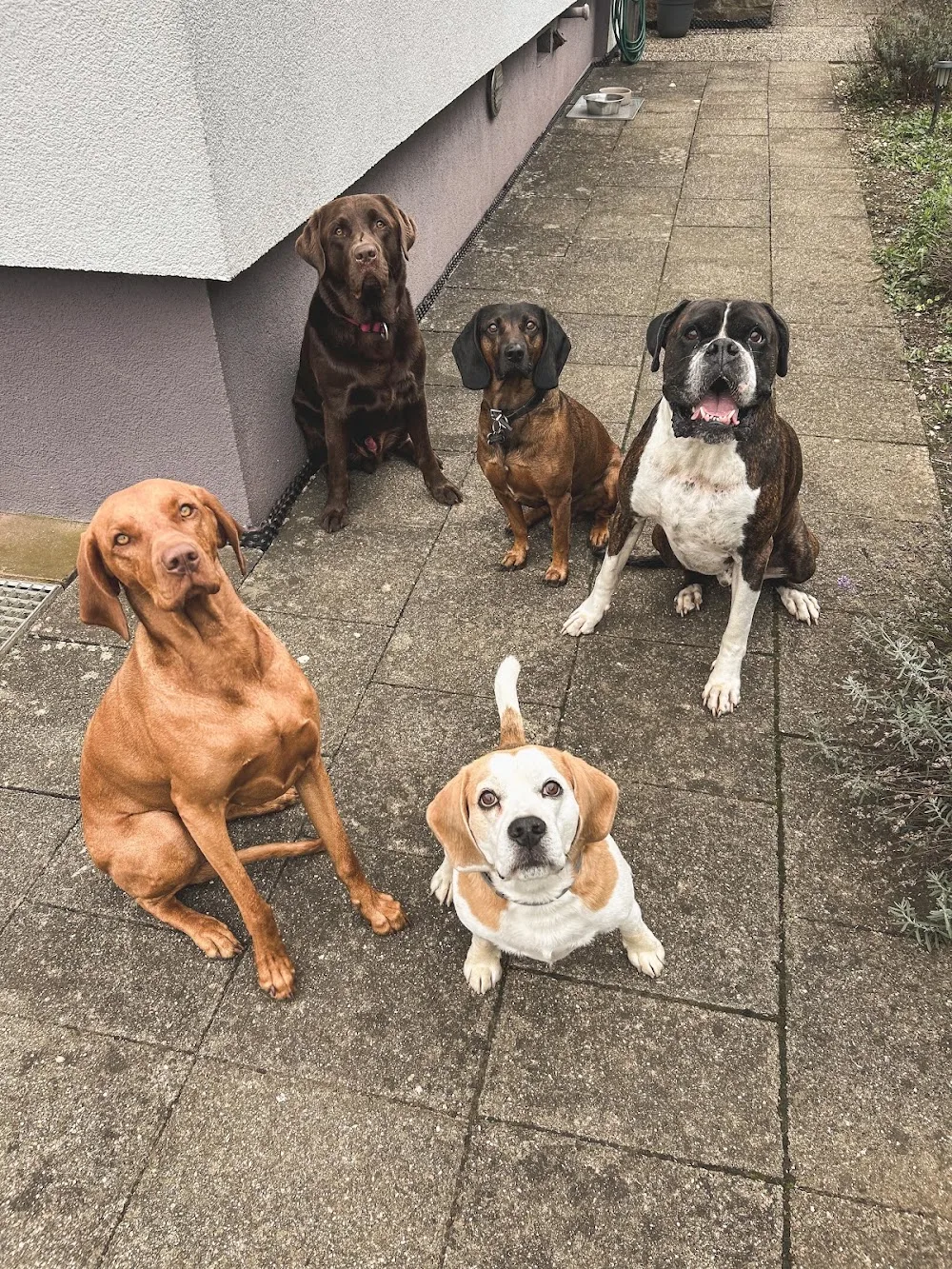 Glückstier - Tierbetreuung und Gassi Service - Mössingen pet otel görseli 3