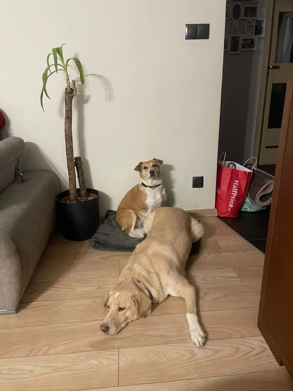Family Dog House Hotel Dla Psów - Mosty pet otel görseli 3