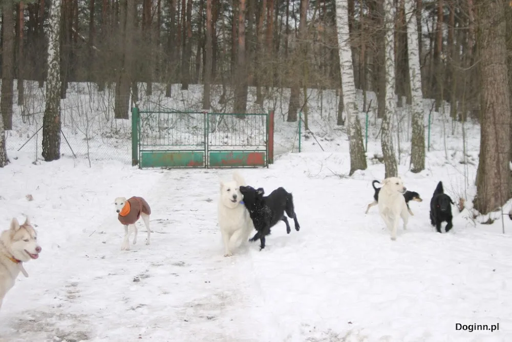 Dog Inn hotel dla psów - Mrozy pet otel görseli 3