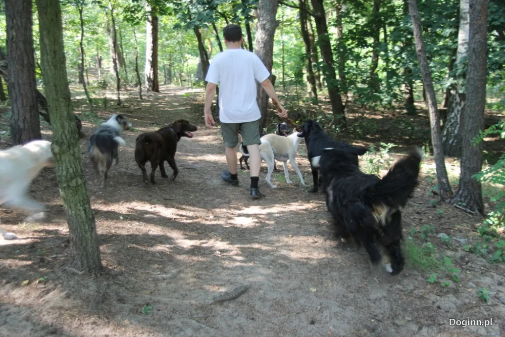 Dog Inn hotel dla psów - Mrozy pet otel görseli 6