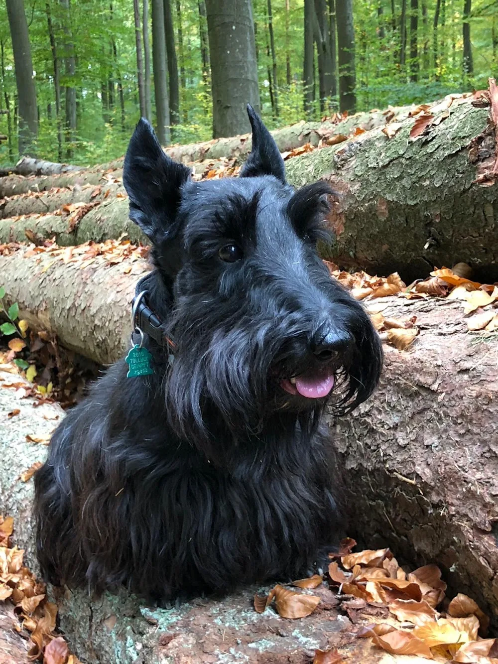 charlies crew Hundebetreuung München - München pet otel