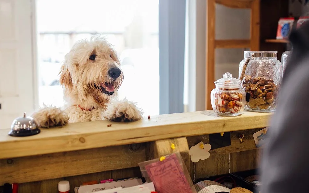 Dog Daycare Hundepension und Tagesstätte München - München pet otel
