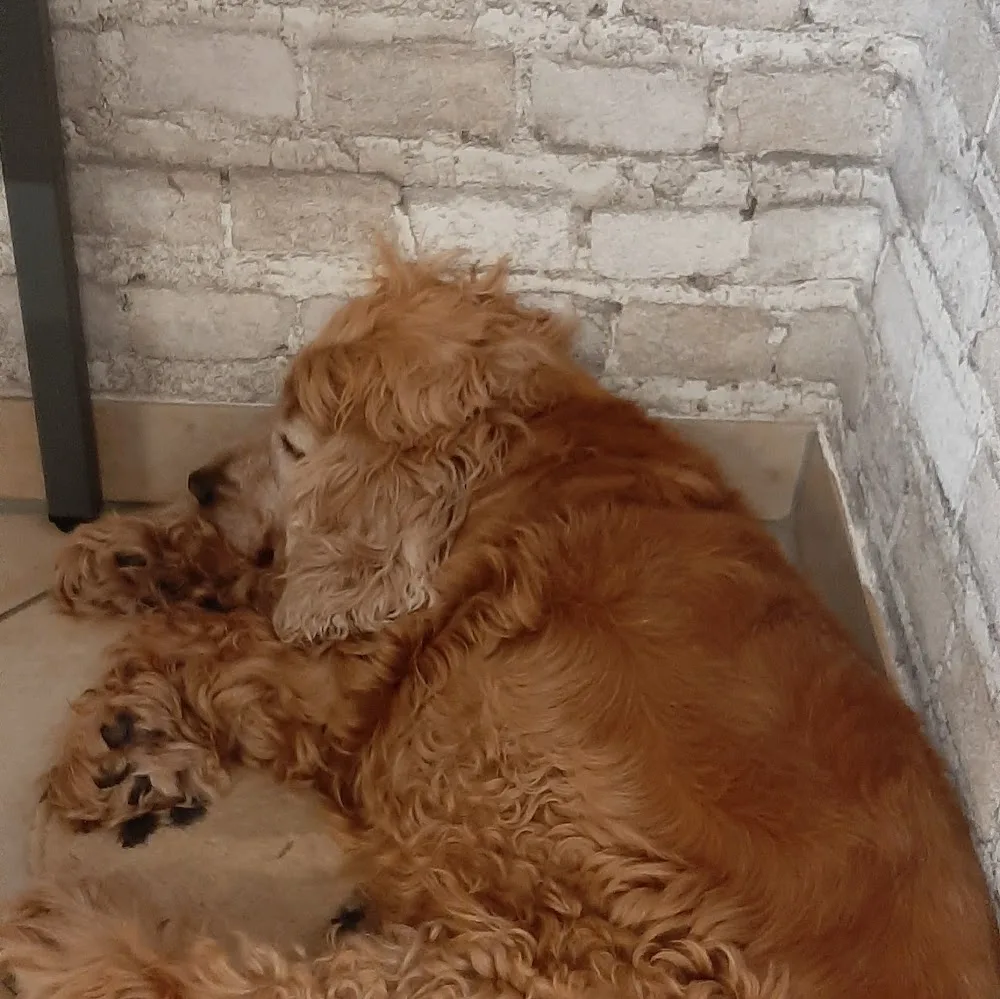 Dog Daycare Hundepension und Tagesstätte München - München pet otel görseli 5