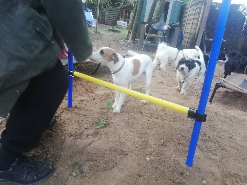 Hundebetreuung im Olympiapark München! - München pet otel görseli 3