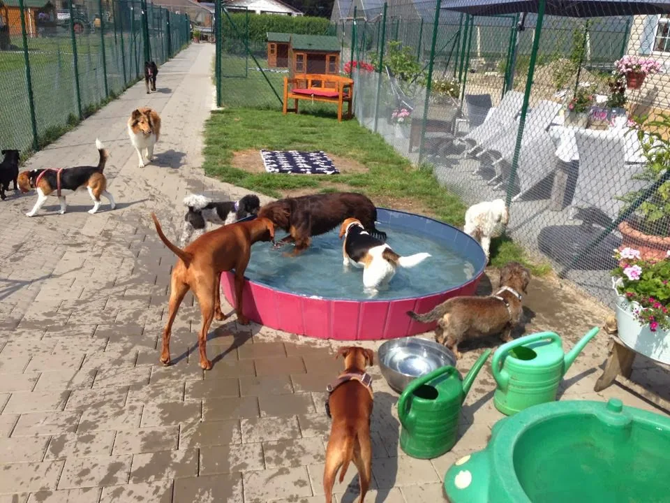 Hundepension am Birkensee - München pet otel görseli 3