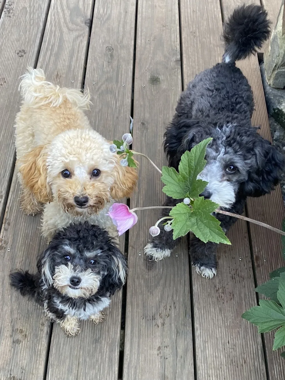 Hundepension Feldsieper - München pet otel görseli 3