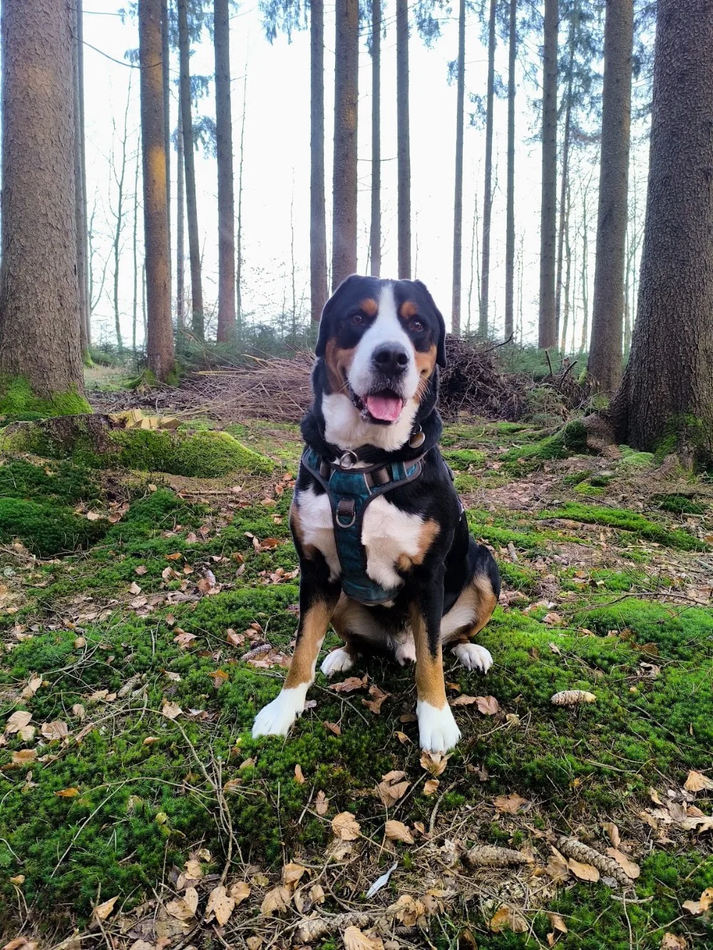 Hundepension Kufner GmbH - München pet otel görseli 7
