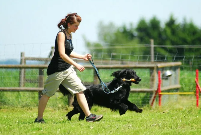 Hundepension Maier Standort München / Station Hol- und Bringservice - München pet otel