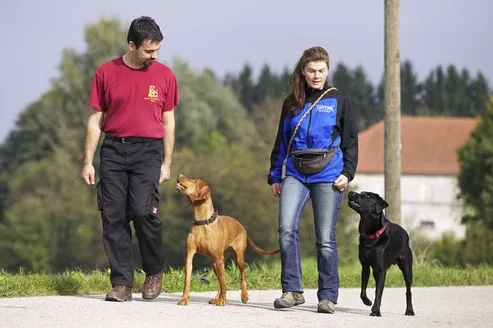 Hundepension Maier Standort München / Station Hol- und Bringservice - München pet otel görseli 3