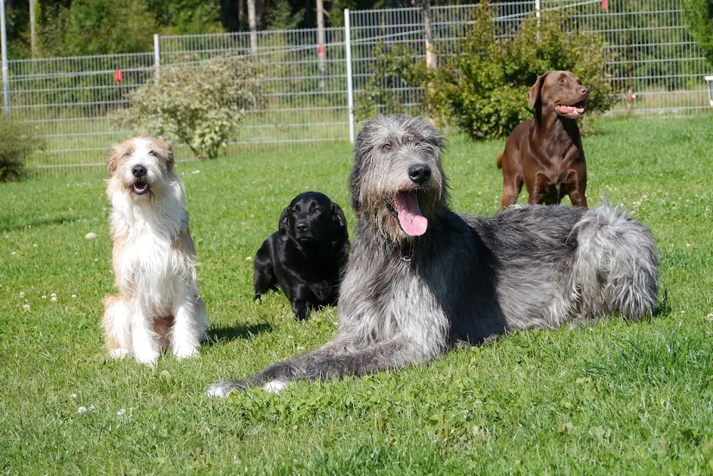 Hundeschule & Hundehotel Satke | Markus Satke - München pet otel