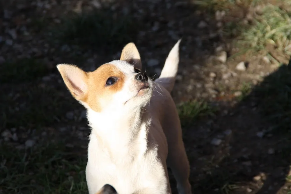 Hundetagesstätte Die Fellnasen - München pet otel görseli 3