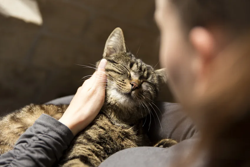 Katzenbetreuung Schmusetiger - Liebevoller und professioneller Katzensitter München - München pet otel görseli 6