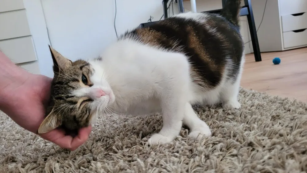 Katzenbetreuung Schmusetiger - Liebevoller und professioneller Katzensitter München - München pet otel görseli 7