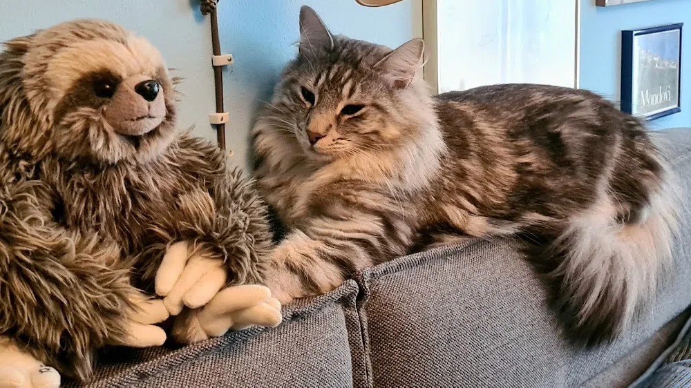 Katzenpension Felina - München pet otel görseli 3