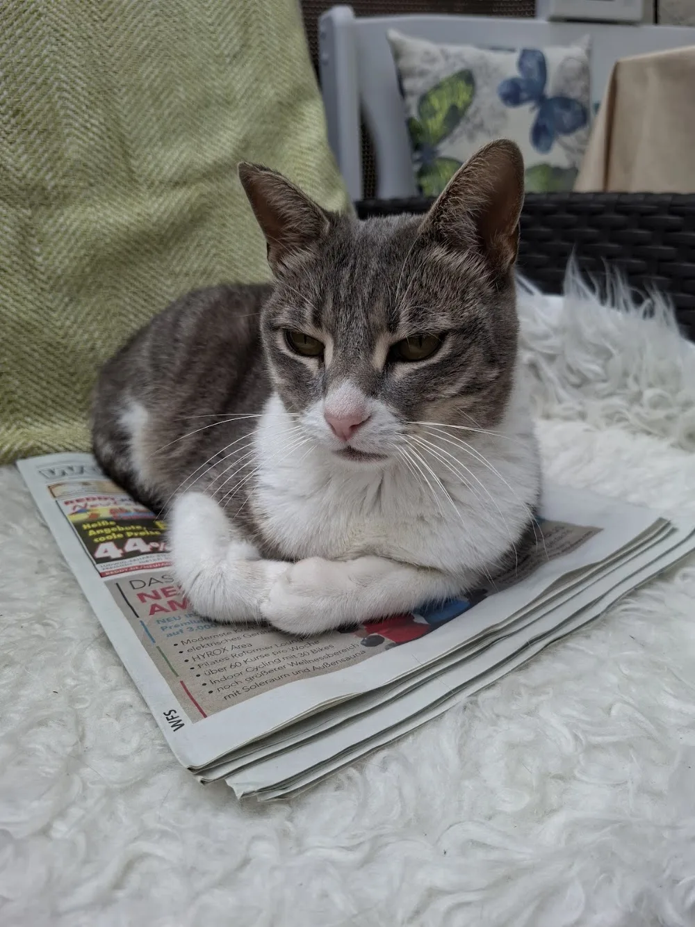 Katzenpension Felina - München pet otel görseli 6