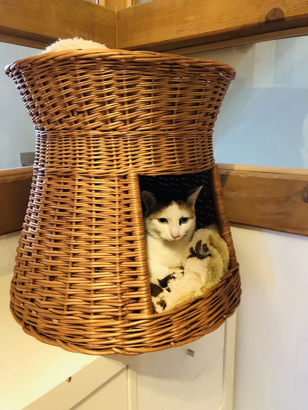 Katzenpension Mühlbichler - München pet otel görseli 6