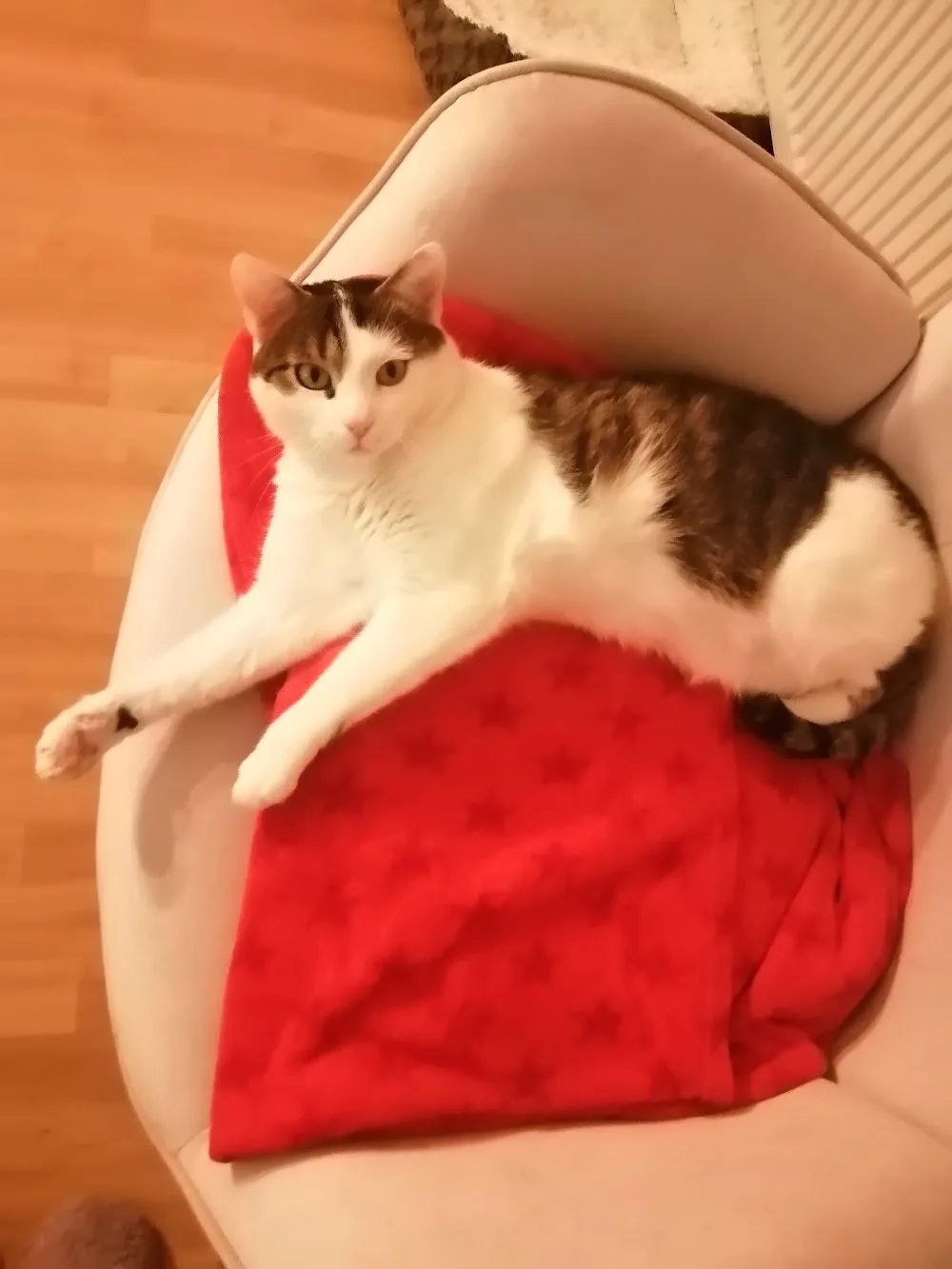 Katzenpension Mühlbichler - München pet otel görseli 7
