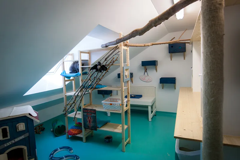 Kerry’s Cattery - München pet otel görseli 6