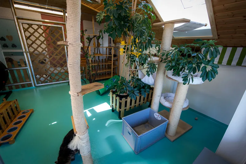 Kerry’s Cattery - München pet otel görseli 7