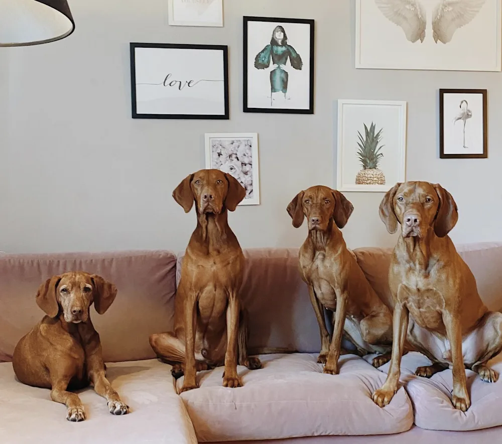 Lennox & Friends Hundetagesstätte - München pet otel görseli 2