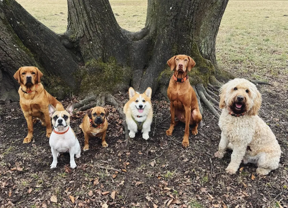 Lennox & Friends Hundetagesstätte - München pet otel görseli 3