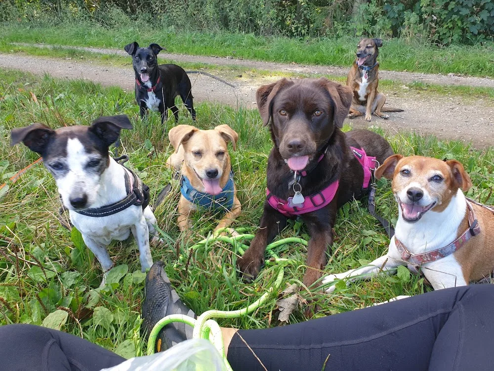 Pfötchen im Wunderland - Hundebetreuung und Gassi-Service - München pet otel