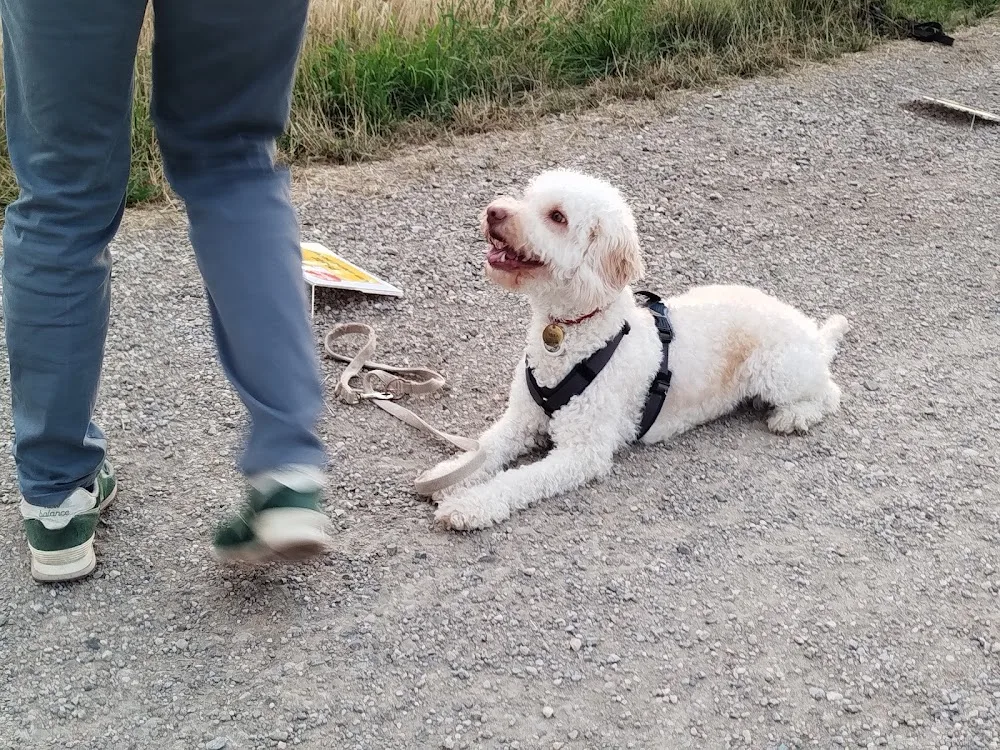 Susis Strolche - Mobile Hundeschule in Bogenhausen - München pet otel görseli 3