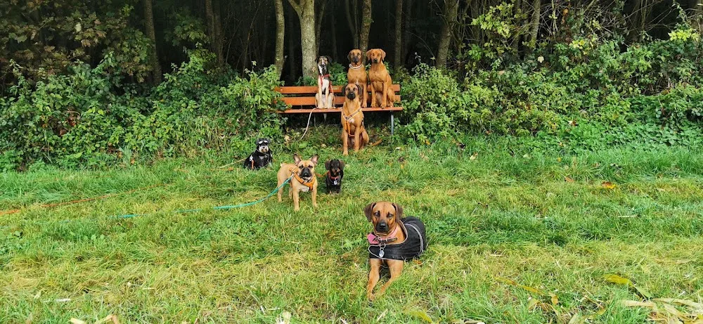 Hundebetreuung Silvia Heitmeier - Munich pet otel